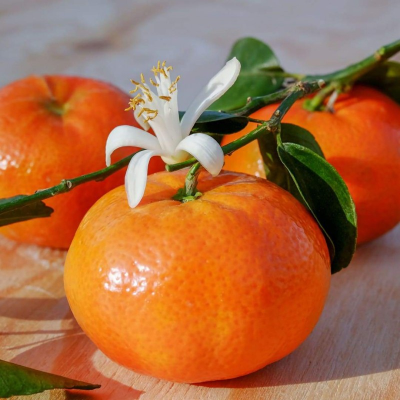 Mandarini Tardivi Siciliani coltivati a Ribera