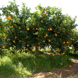 Adotta a distanza un albero d'Arance Siciliane, coltivate e raccolte a Ribera.