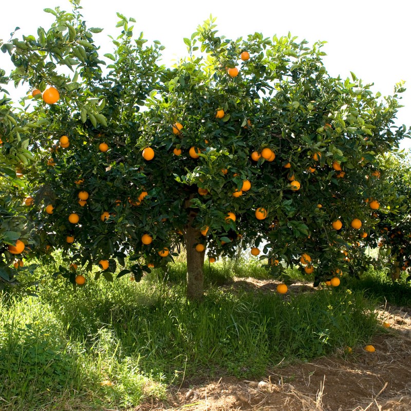 Adotta un ALbero